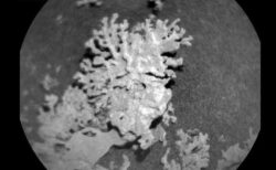 火星にサンゴのような岩石、探査ローバーが発見