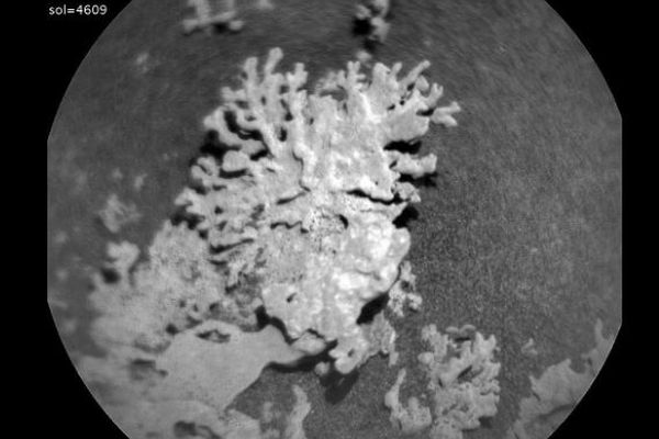 火星にサンゴのような岩石、探査ローバーが発見