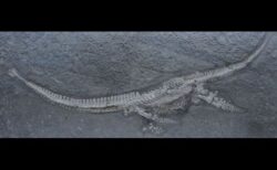 47年前に発見された化石、ジュラ紀の混乱する海洋を生きた新種の首長竜と判明