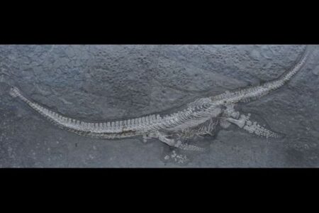 47年前に発見された化石、ジュラ紀の混乱する海洋を生きた新種の首長竜と判明