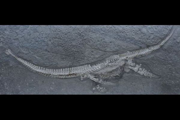 47年前に発見された化石、ジュラ紀の混乱する海洋を生きた新種の首長竜と判明