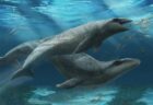 大きな目と鋭い歯、ちょっと可愛い古代のクジラを新種と特定