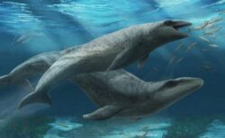 大きな目と鋭い歯、ちょっと可愛い古代のクジラを新種と特定