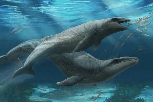 大きな目と鋭い歯、ちょっと可愛い古代のクジラを新種と特定