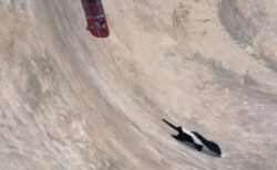 スケートボード場にいたスカンク、リードを咥えて救出される【動画】