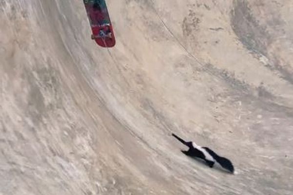 スケートボード場にいたスカンク、リードを咥えて救出される【動画】