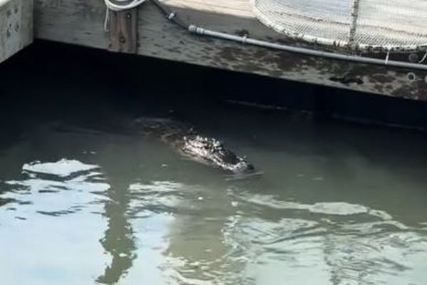 川でサメとワニが一緒に泳いでいた！撮影者も思わず驚愕【動画】
