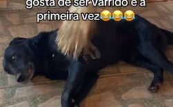 飼い主が掃除をすると、箒で体を掃いてほしいとねだるワンコ【動画】