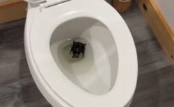 自宅のトイレに意外過ぎる動物、女性が病院へ行くよう勧められる【動画】