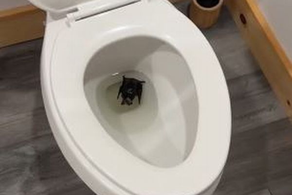 自宅のトイレに意外過ぎる動物、女性が病院へ行くよう勧められる【動画】