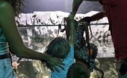 水族館で子供がタコに襲われ、腕に無数のあざが残る