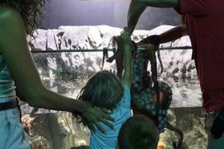 水族館で子供がタコに襲われ、腕に無数のあざが残る