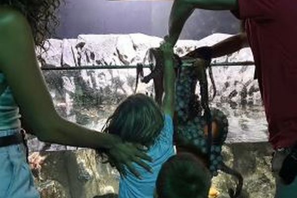 水族館で子供がタコに襲われ、腕に無数のあざが残る