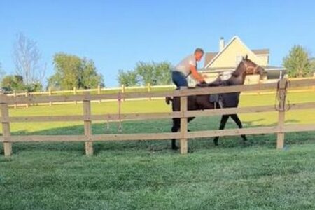 馬に乗ろうとした男性、気が付けば柵をまたいでいた【動画】