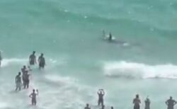 フロリダ州のビーチでサメとエイが格闘、浅瀬で人々が見守る【動画】