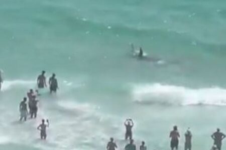 フロリダ州のビーチでサメとエイが格闘、浅瀬で人々が見守る【動画】