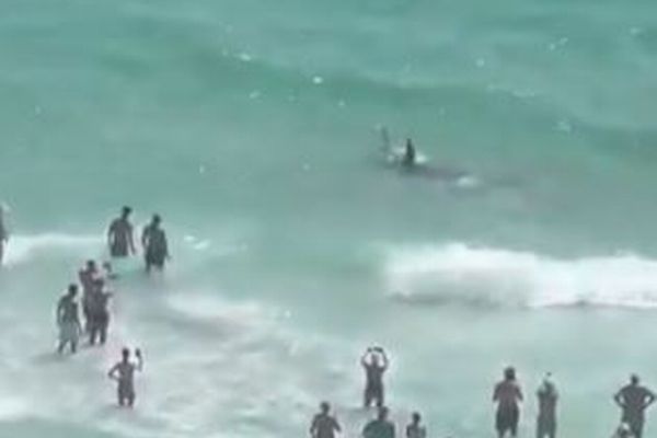 フロリダ州のビーチでサメとエイが格闘、浅瀬で人々が見守る【動画】