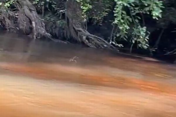 川面をすいすい「走っていく」クモ、意外な様子を撮影【動画】