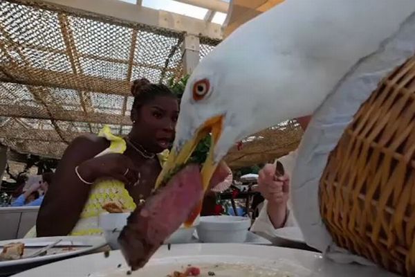 カモメが飛来し、高級ステーキを盗んで食べてしまう【動画】