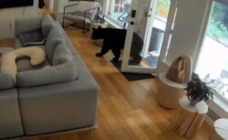 カナダの住宅に侵入したクマ、小さなポメラニアンに怯え、逃走【動画】