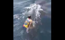 ジンベイザメに男性が乗り、背中の上で踊る【動画】