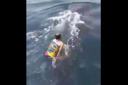 ジンベイザメに男性が乗り、背中の上で踊る【動画】