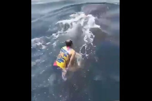 ジンベイザメに男性が乗り、背中の上で踊る【動画】