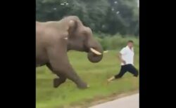 インド南部で観光客がゾウに追いかけられ、危うく踏み殺されそうに【動画】