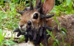 顔が無数の黒い突起物で覆われた、ゾンビウサギを目撃【アメリカ】