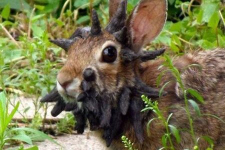 顔が無数の黒い突起物で覆われた、ゾンビウサギを目撃【アメリカ】