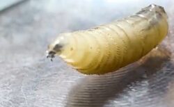 肉を食らう寄生虫「新世界ラセンウジバエ」、人への感染を初めて確認【アメリカ】