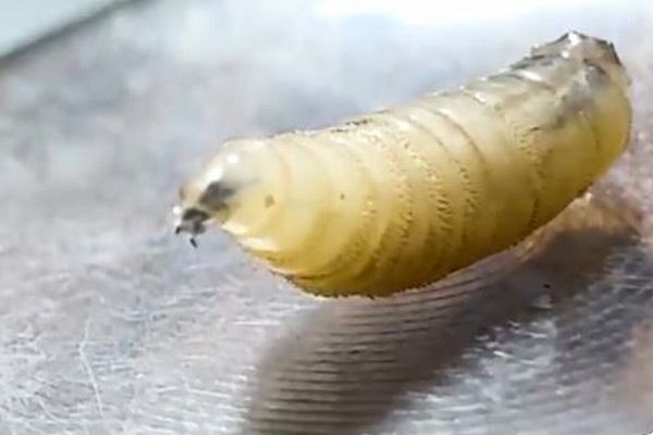 肉を食らう寄生虫「新世界ラセンウジバエ」、人への感染を初めて確認【アメリカ】