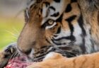 世界で最も高齢の赤ちゃん、1994年に保存された胚から誕生