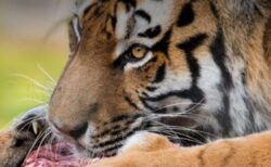デンマークの動物園、肉食獣のエサにするため「ペットを下さい」