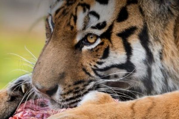 デンマークの動物園、肉食獣のエサにするため「ペットを下さい」