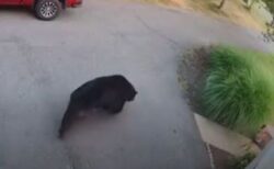 少女が自宅付近で大きなクマと遭遇、緊張の瞬間を撮影【動画】