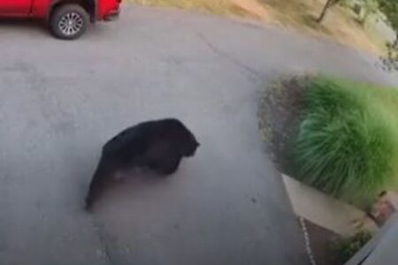 少女が自宅付近で大きなクマと遭遇、緊張の瞬間を撮影【動画】