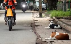 インドで路上から野良犬を排除する計画を変更、抗議活動を受け
