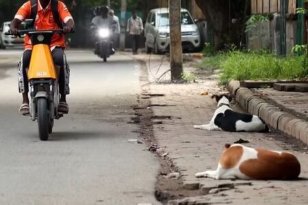 インドで路上から野良犬を排除する計画を変更、抗議活動を受け