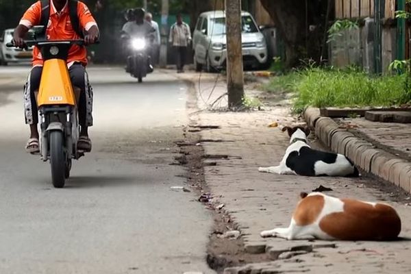 インドで路上から野良犬を排除する計画を変更、抗議活動を受け