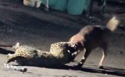 野良犬がヒョウを襲い、咥えて300m引きずり回す