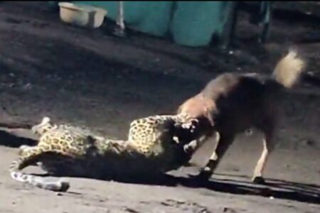 野良犬がヒョウを襲い、咥えて300m引きずり回す