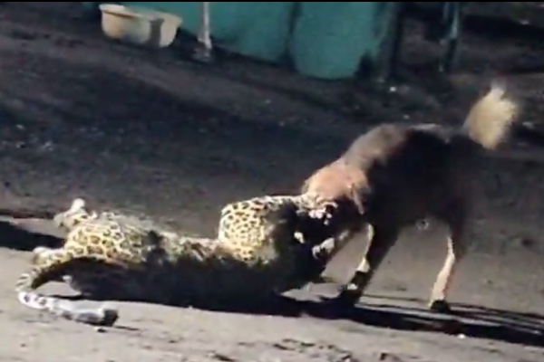 野良犬がヒョウを襲い、咥えて300m引きずり回す