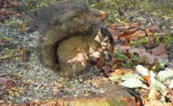 体中に腫瘍ができたリス、異様な姿の目撃例が相次ぐ