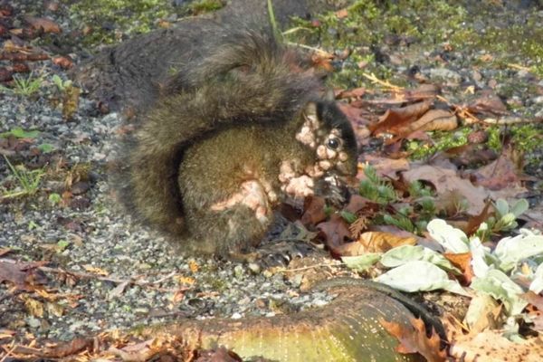 体中に腫瘍ができたリス、異様な姿の目撃例が相次ぐ