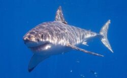 海洋酸性化により、将来サメが歯を失う可能性
