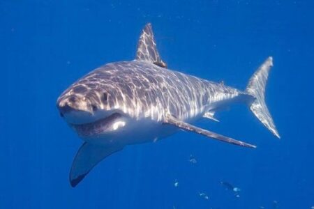海洋酸性化により、将来サメが歯を失う可能性