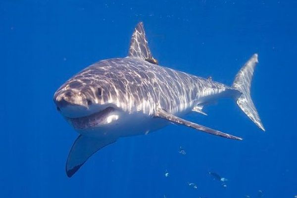 海洋酸性化により、将来サメが歯を失う可能性