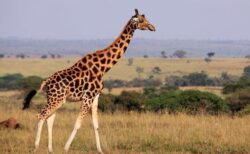 キリンは単一種ではなかった！遺伝的な違いから4種に分類される