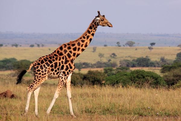 キリンは単一種ではなかった!遺伝的な違いから4種に分類される